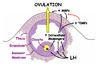 Diagram of the involvement of the MMPs and TIMPS in ovulation