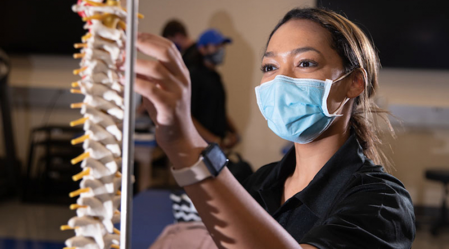 athletic training student inspecting model of human spinal column