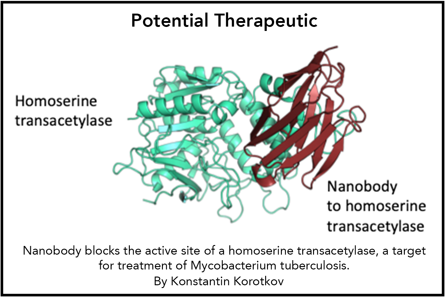 Potential Therapeutic: Nanobody blocks the active site of a homoserine transacetylase, a target for treatment of Mycobacterium tuberculosis.