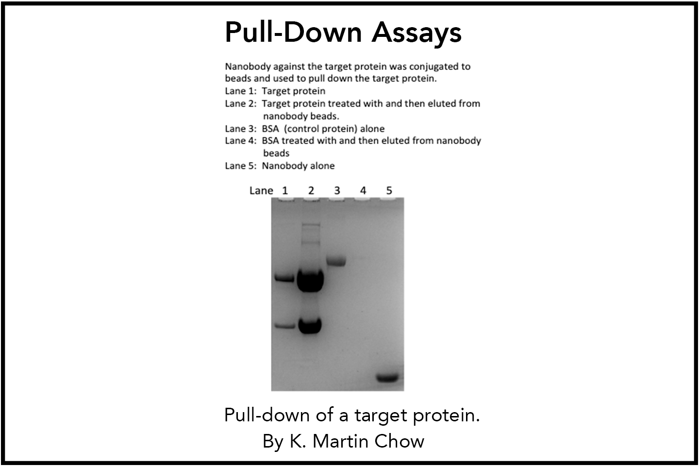 Pull-Down Assays: Nanobody against the target protein was conjugated to beads and used to pull down the target protein.