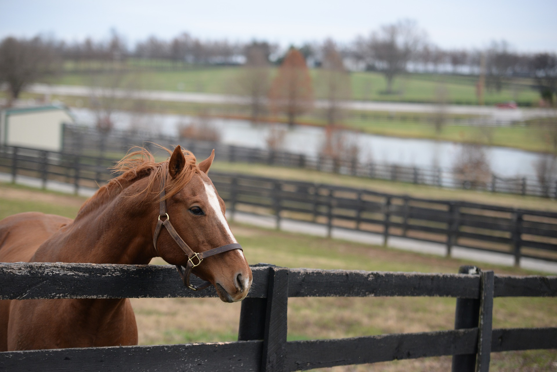 Horse standing at a fence.