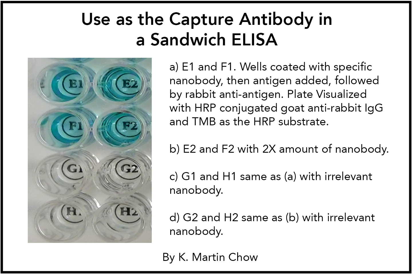 Use as the Capture Antibody in a Sandwich ELISA