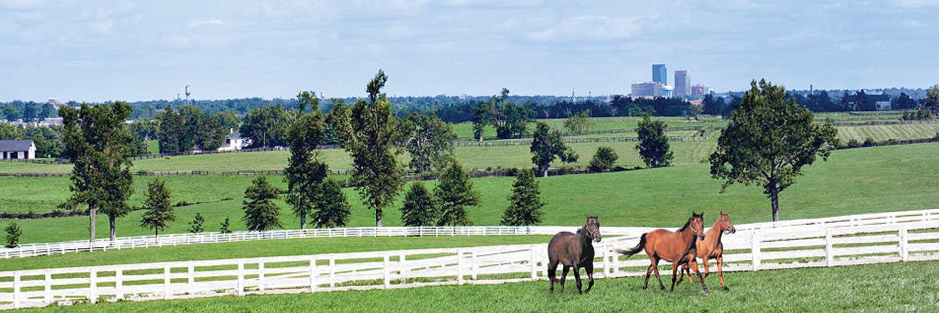 Horses running in a field