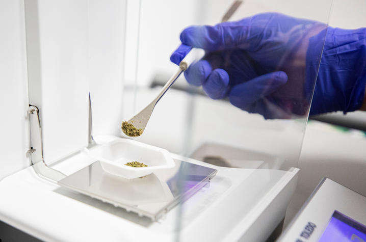 Scientist working with a small portion of cannabis.