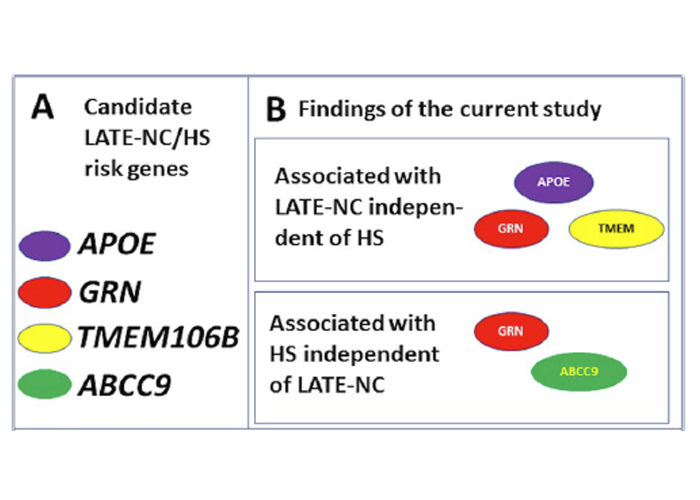 Figure A: Candidate LATE-NC/HS risk genes - APOE, GN, TMEM106B, ABCC9; Figure B: Findings of the Current Study - Genes Associated with LATE-NC independent of HS: GRN, APOE, TMEM; Genes associated with HS independent of LATE-NC: GRN, ABCC9