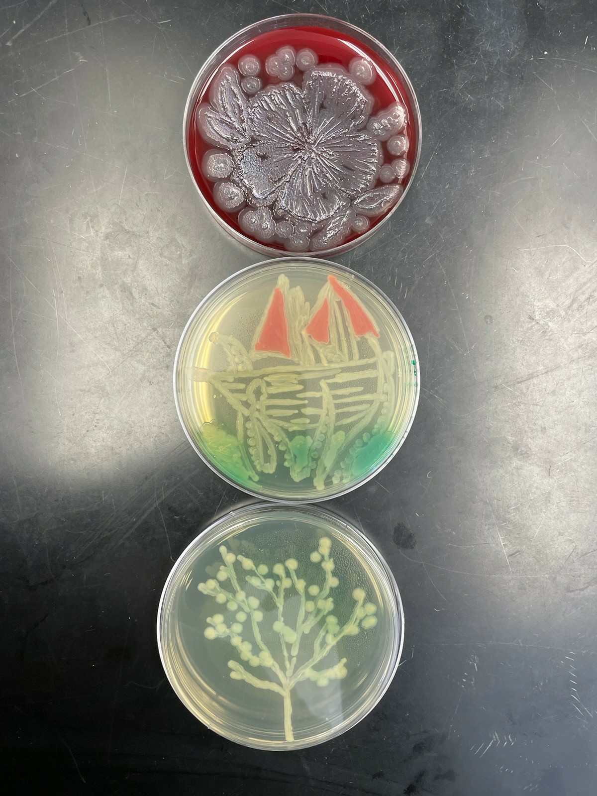 Agar art