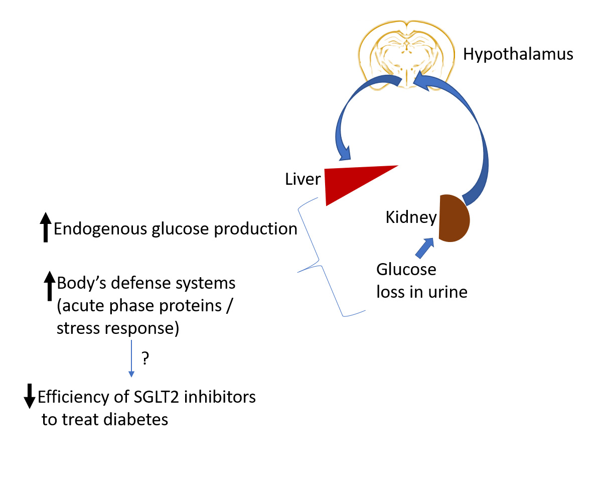 A potential kidney-hypothalamus axis regulating glucose homeostasis.