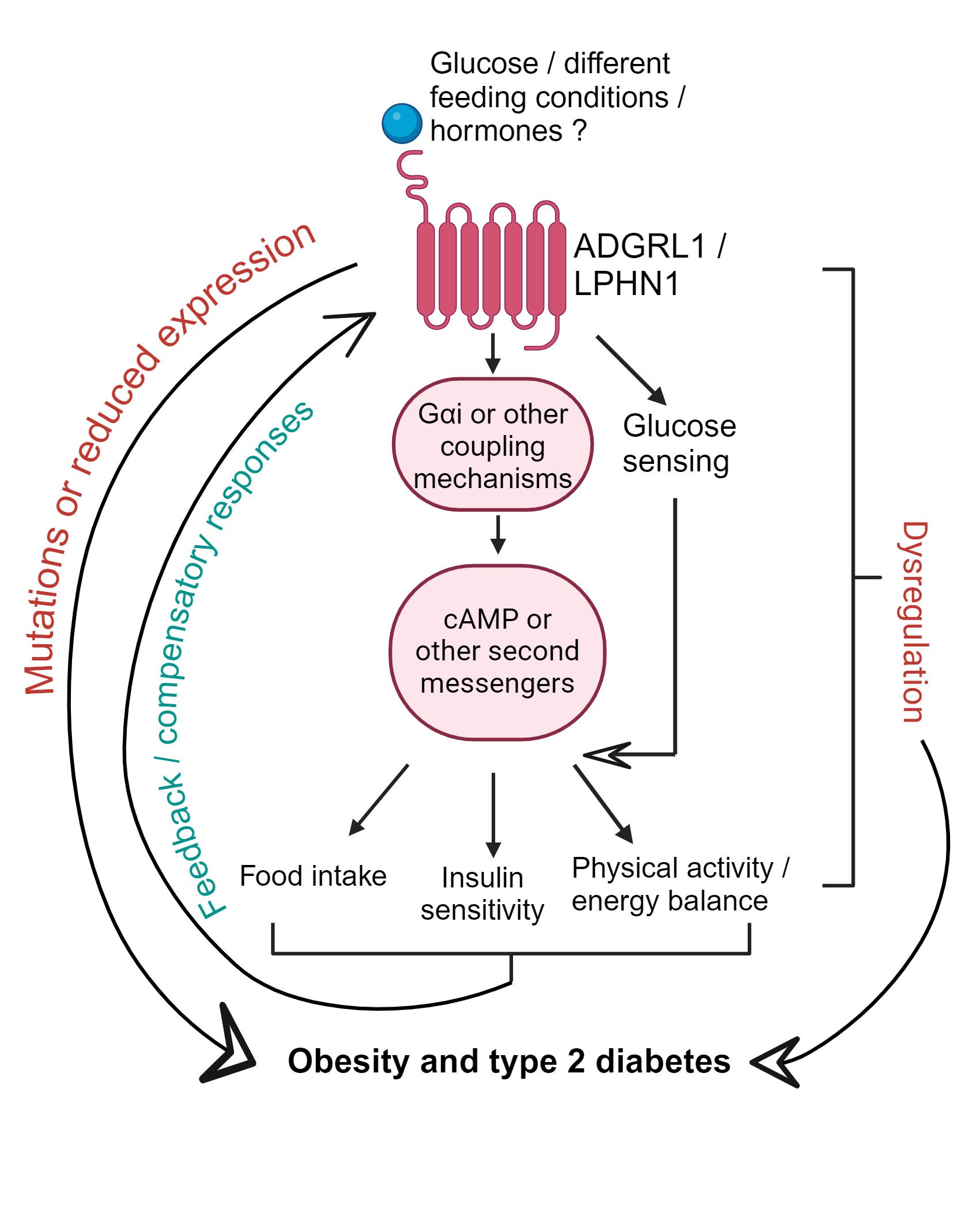 Role of ADGRL1 in regulating energy and glucose balance.