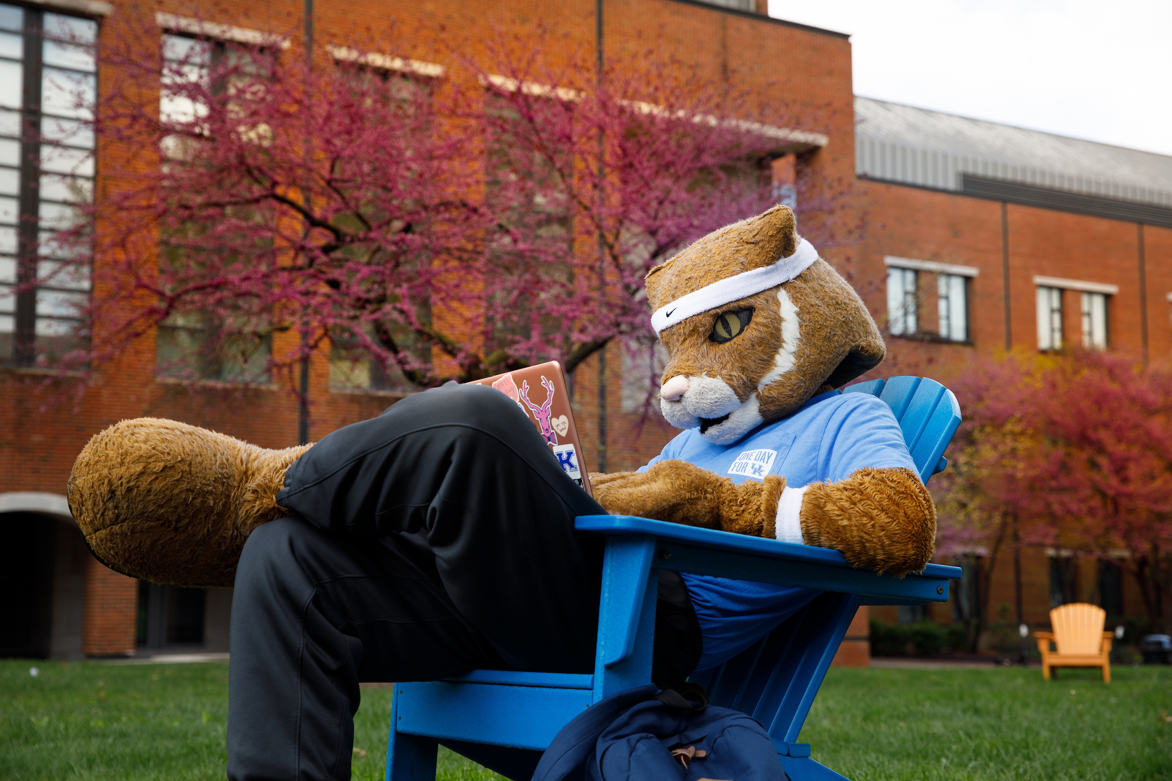 Wildcat reading by the engineering building.