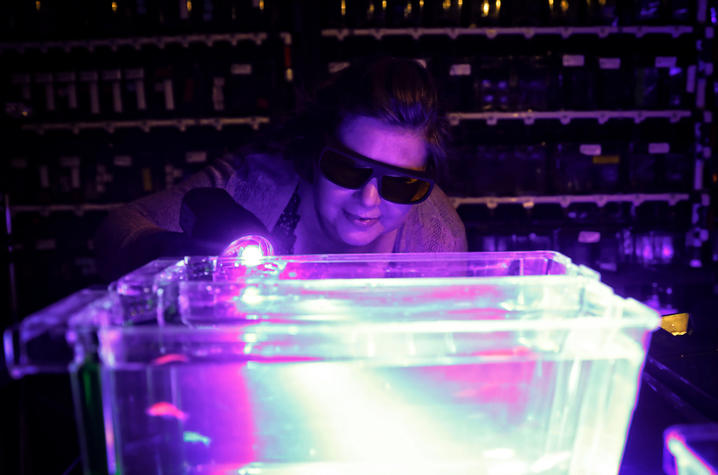 Photo of Scientist looking at Zebrafish