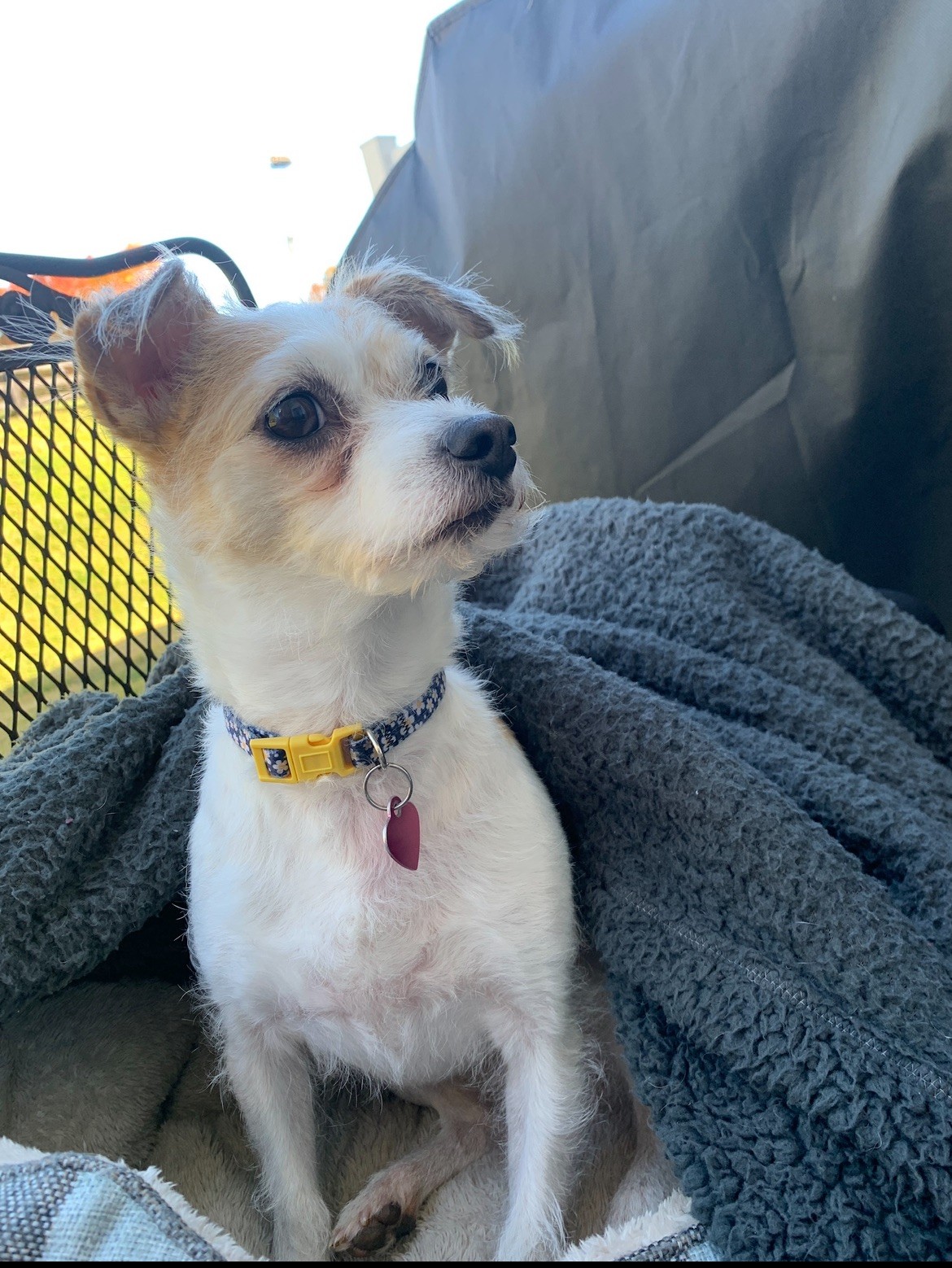 Cricket, a 10-lb Jack Russel Terrier 