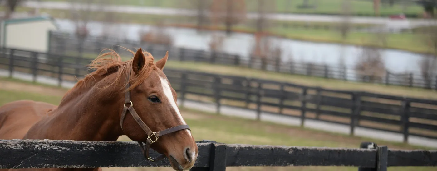 Horse standing at a fence.