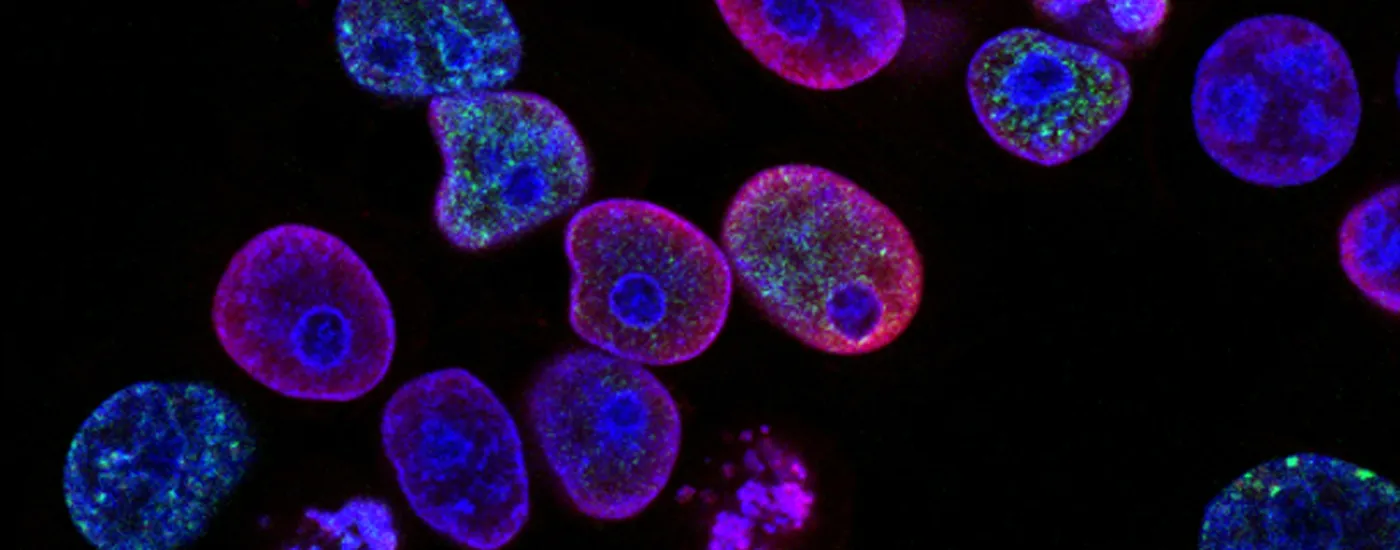 Microscopic view of multi-colored cells