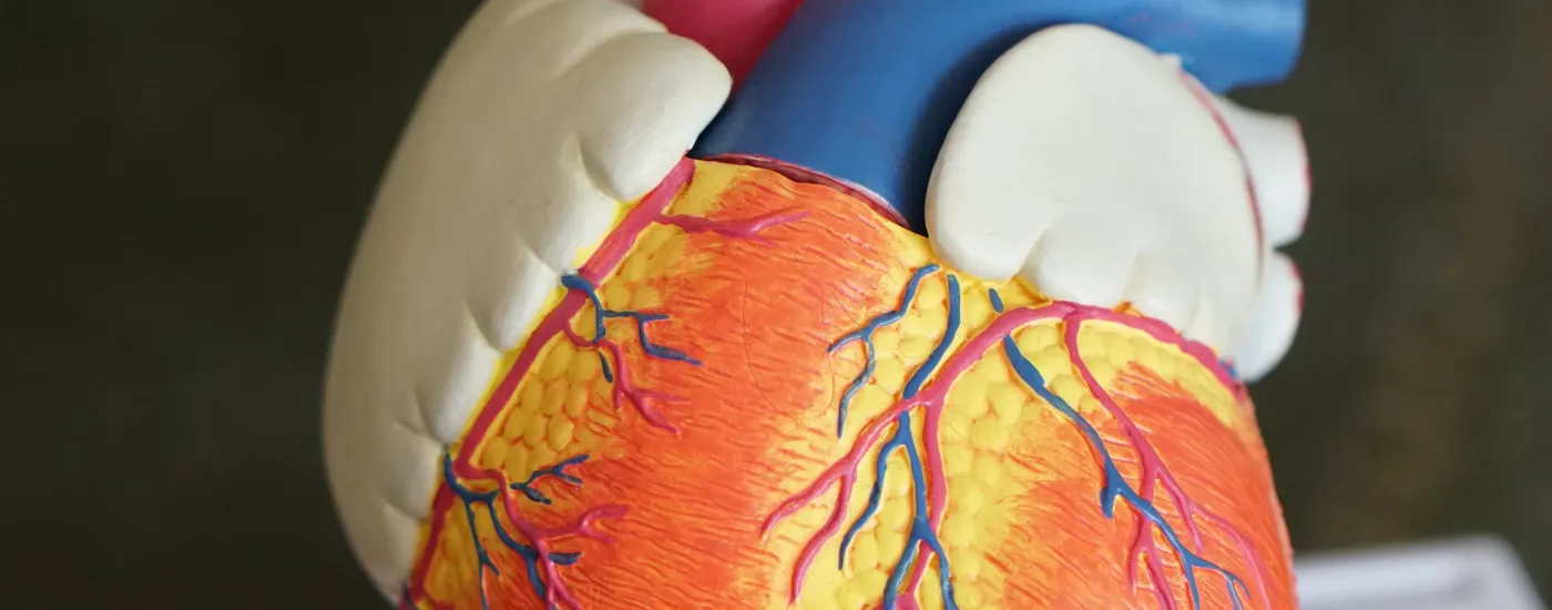plastic model of human heart