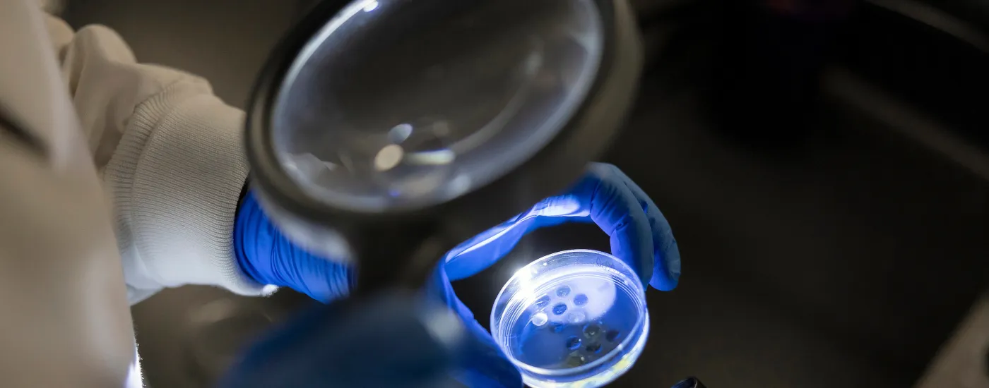 Researcher looking through a magnifying glass at a culture.