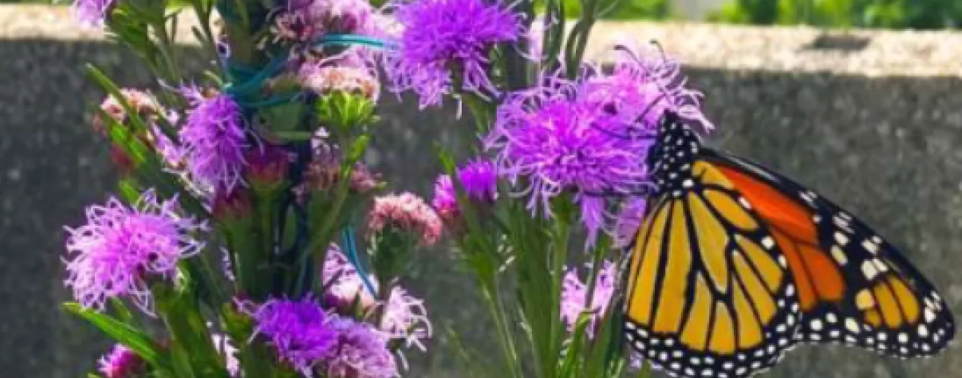 butterfly on purple flowers