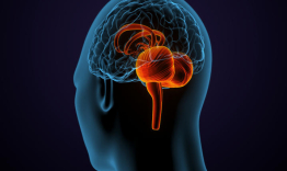 A medical illustration of a human head, highlighting the cerebellum in the brain.