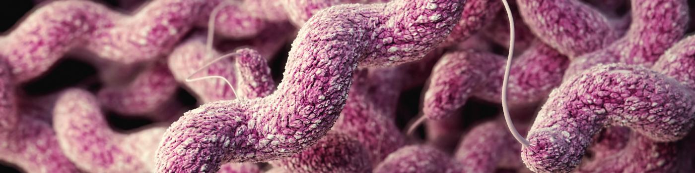 microscopic close-up of Campylobacter sp