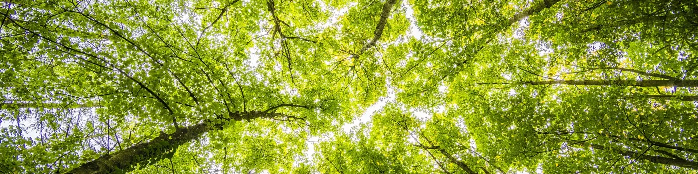 tree canopy