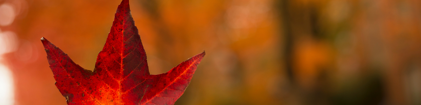 fall leaf among trees