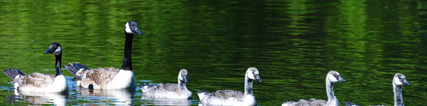 Ducks floating on the water
