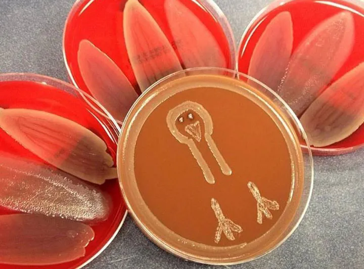 turkey created out of 4 petri dishes