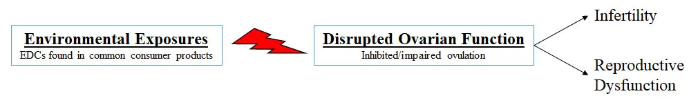 Flowchart showing how EDCs cause fertility defects
