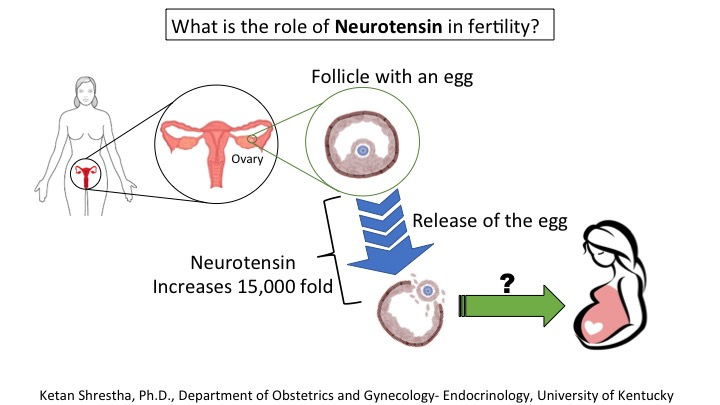 Graphic for Ketan's "What is the role of neurotensin in fertility?" project
