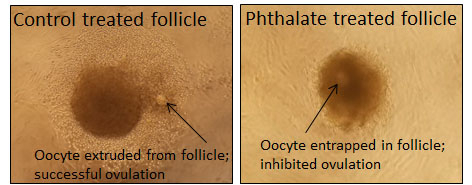 Control treated follicle vs. phthalate treated follicle 