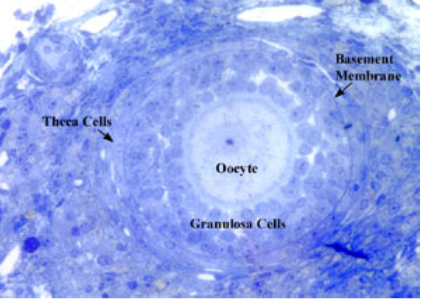 Granulosa cell