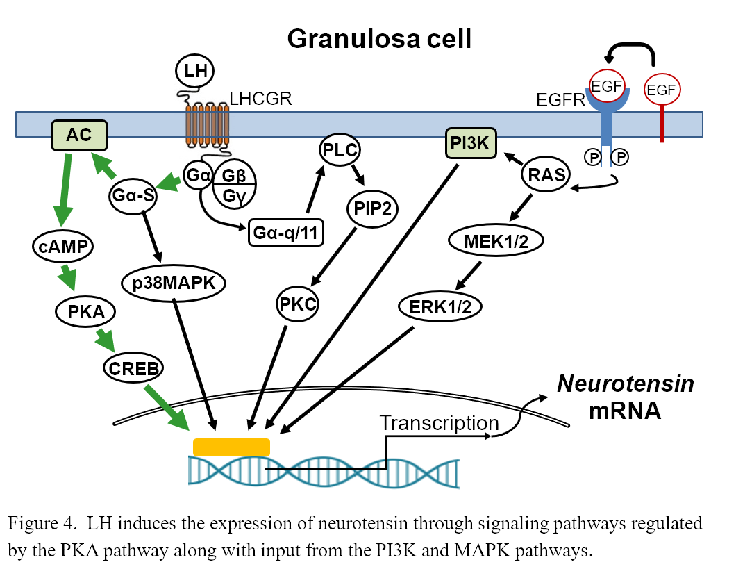 Diagram of how a granulose cell expresses neurotensin