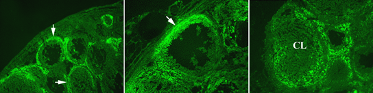 Gelatinase activity is illustrated by the bright green fluorescence present surrounding the growing follicles, at the apex of the ovulatory follicle, and in the forming corpus luteum