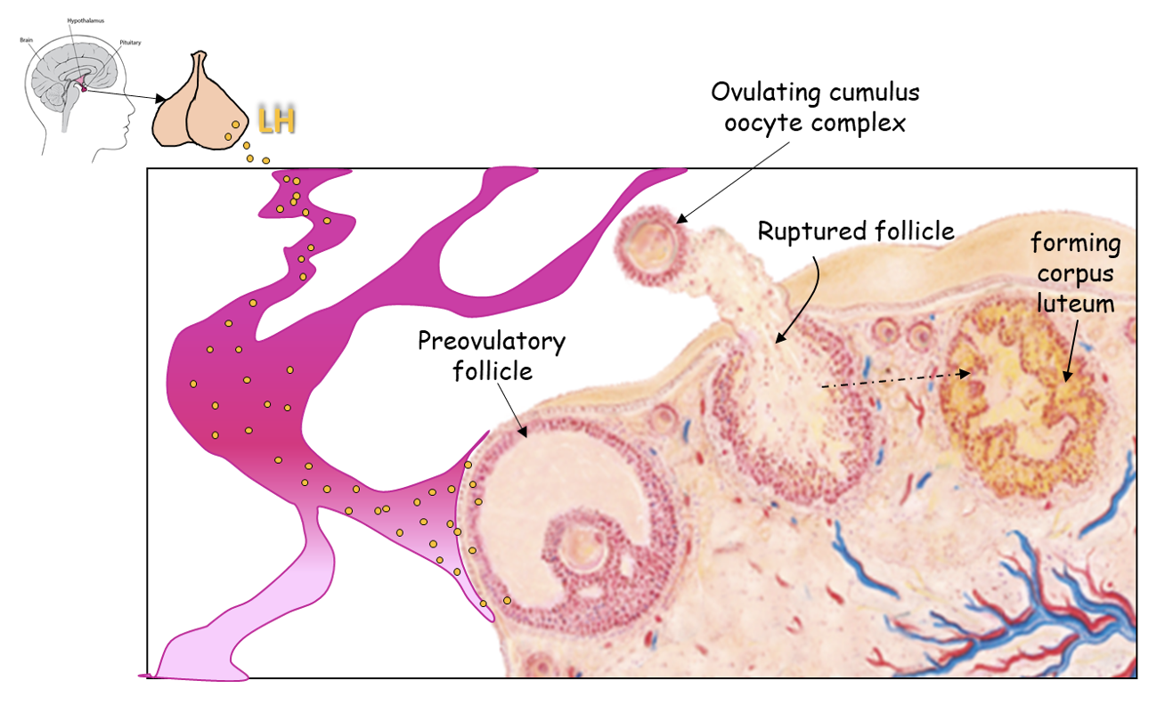 ovulation and corpus luteum formation, depicting ovulating cumulus oocyte complex, preovulatory follicle, ruptured follicle, and forming corpus luteum