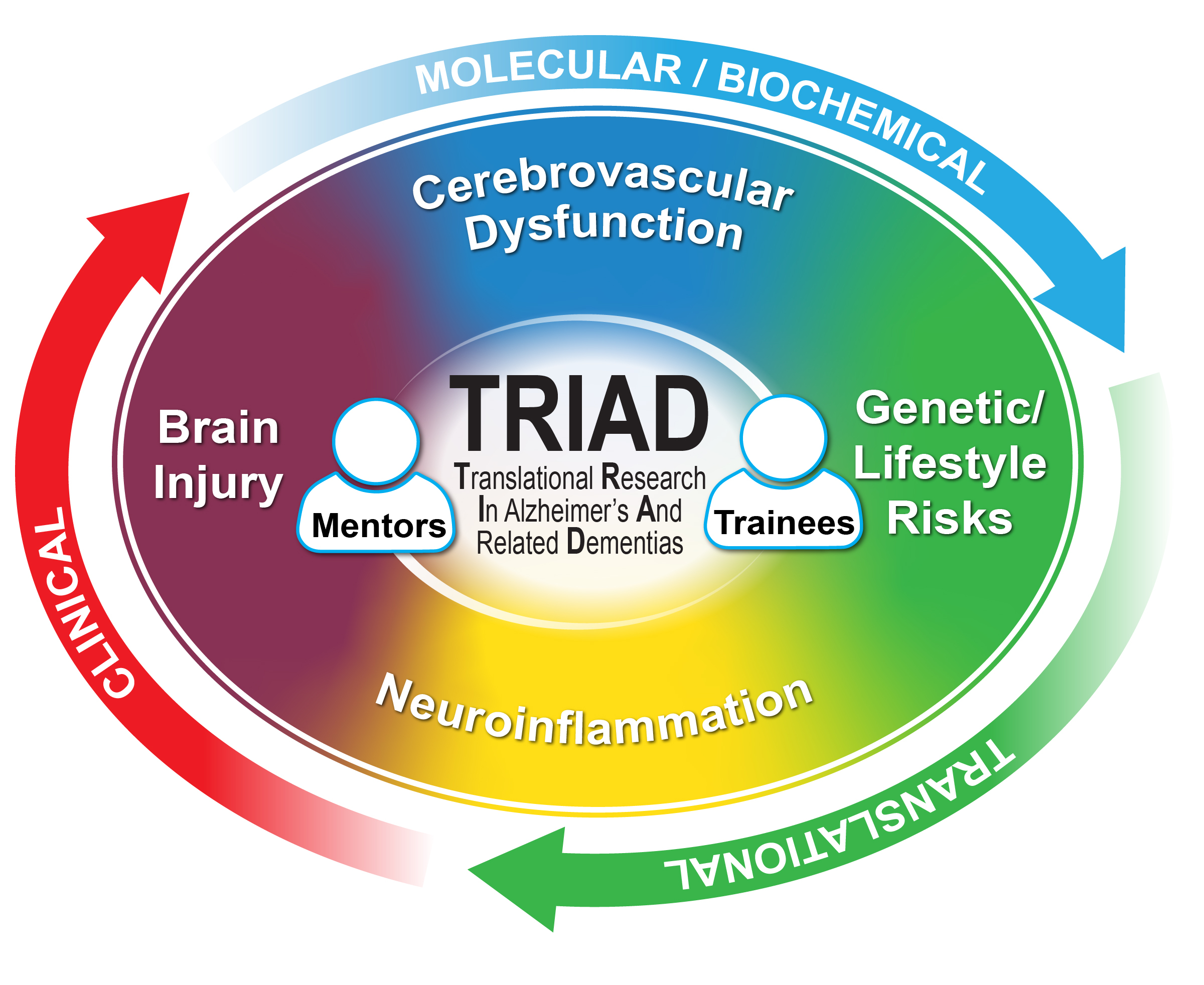 TRIAD: Translational Research in Alzheimers and Related Dementias. Mentors and Trainees studying Brain Injury, Cerebrovascular Dysfunction, Genetic/Lifestyle Risks, Neuroinflammation through Clinical, Molecular/Biochemical, and Translational Science