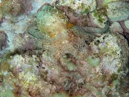 Alzheimer's mimic 1
