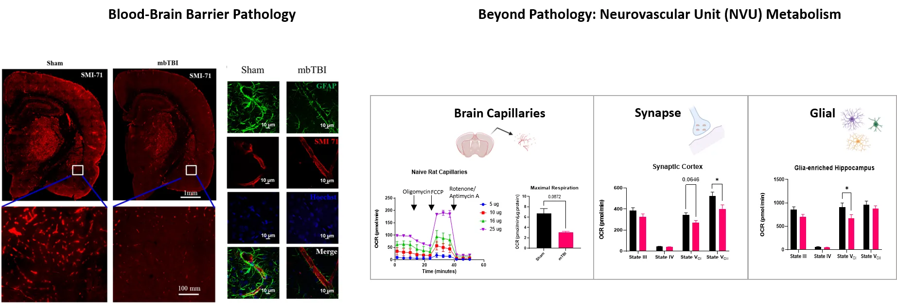 Research Summary for Brad Hubbard's Lab 