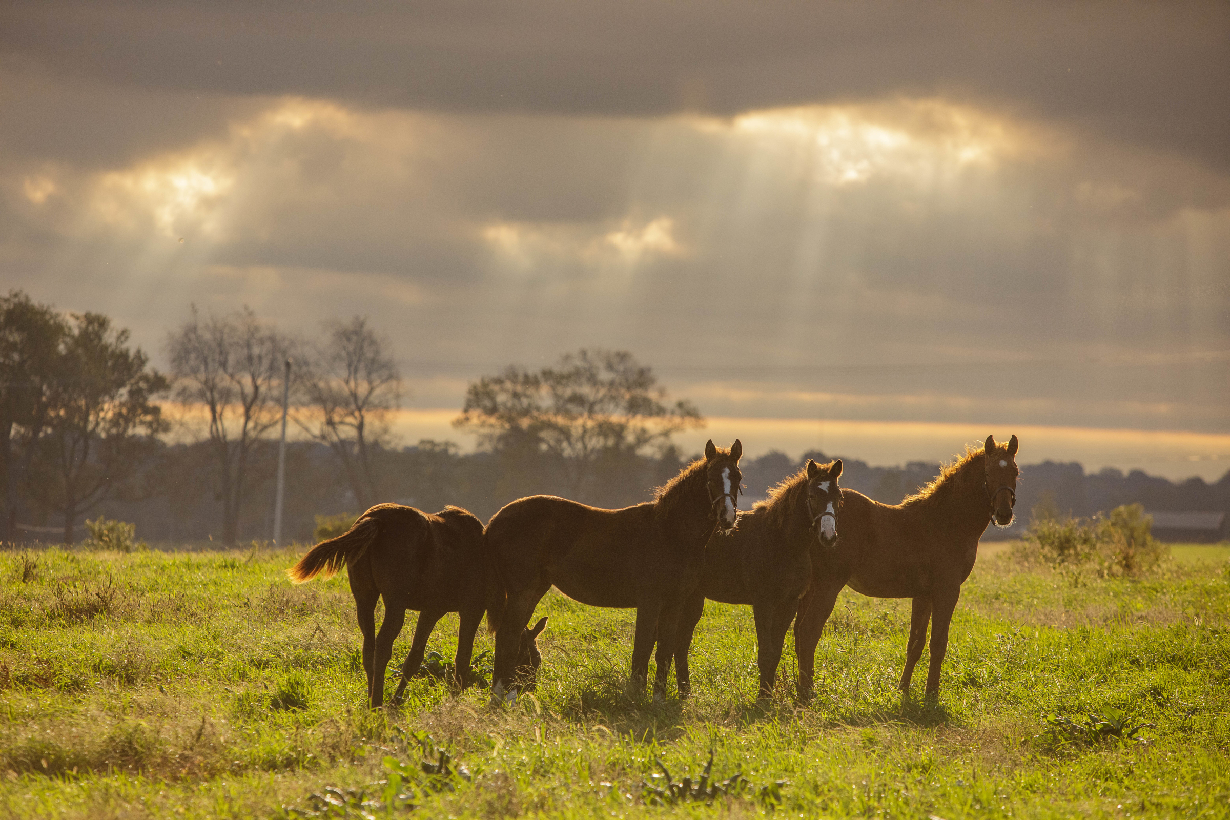 A group of horses in an open field.
