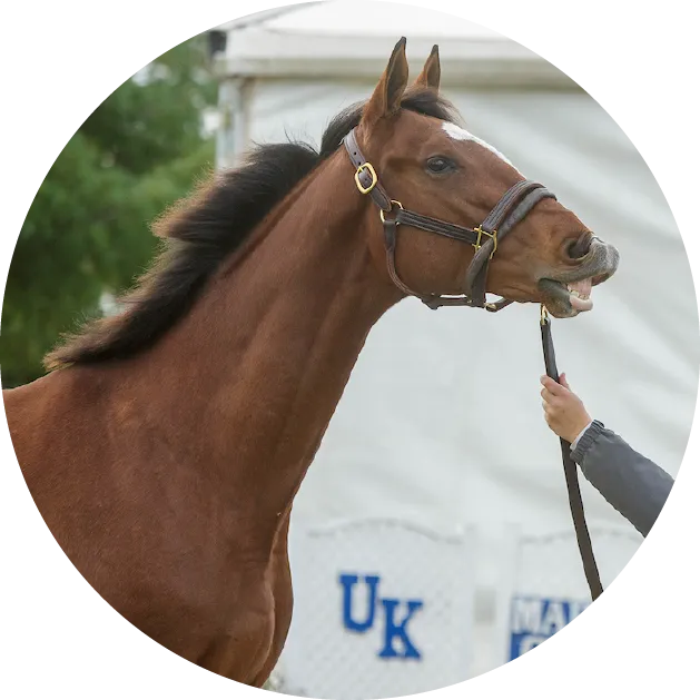 horse