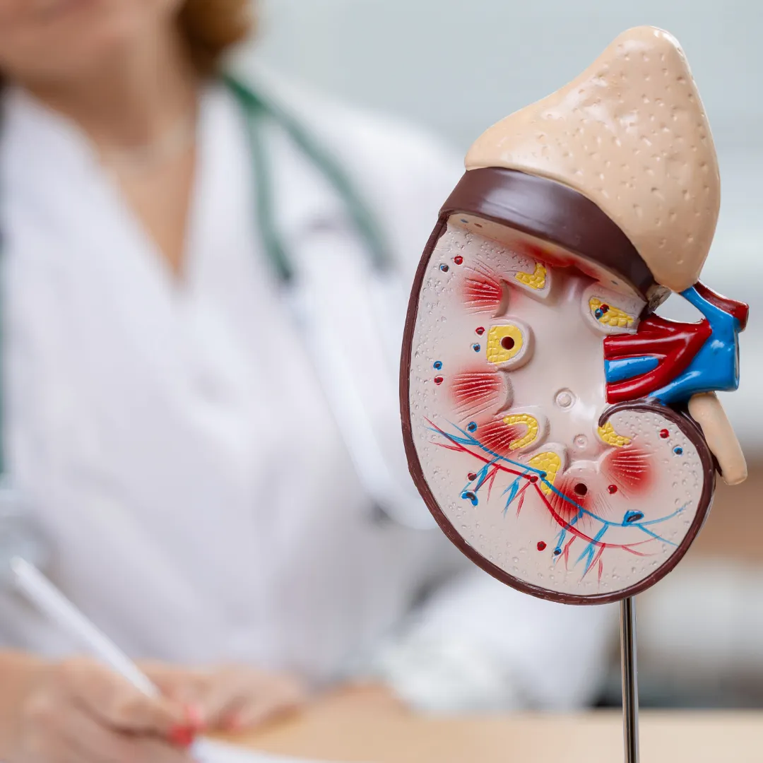 A model of a kidney with a doctor sitting behind it