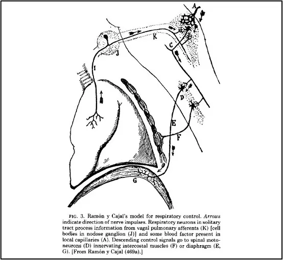 heart diagram