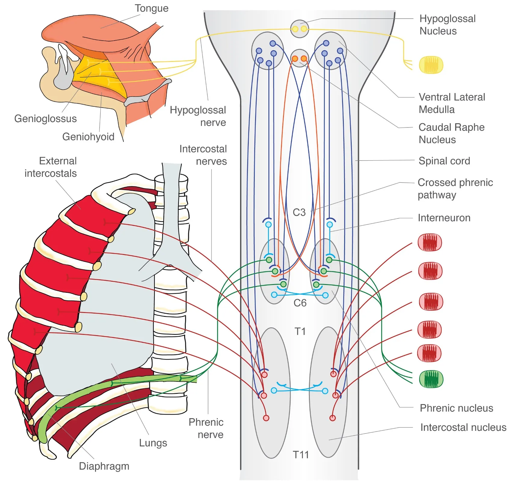 Diagram showing the neural control of breathing, including the brainstem, spinal cord, phrenic nerves, intercostal nerves, and their connections to the diaphragm and intercostal muscles.