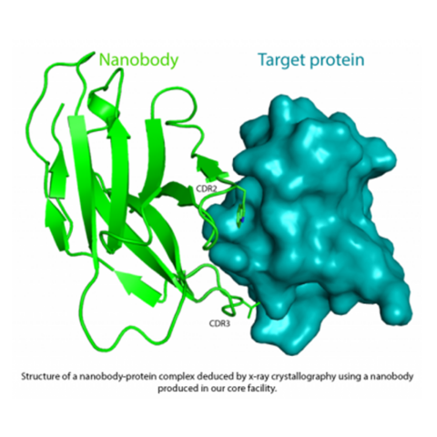 Structure of a nanobody-protein complex deduced by x-ray crystallography using a nanobody produced in our core facility.