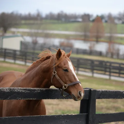 Horse standing at a fence.