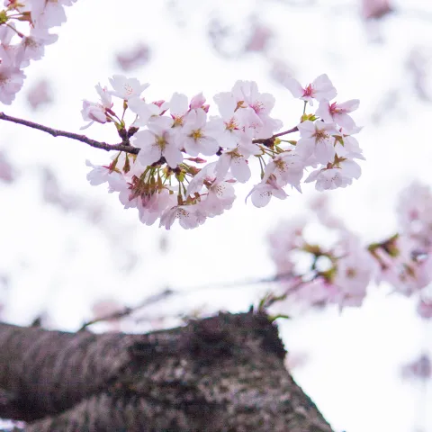 cherry blossoms