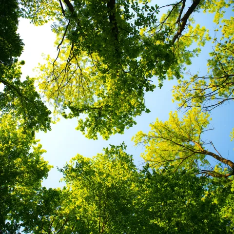 trees and blue sky