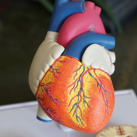 plastic model of human heart
