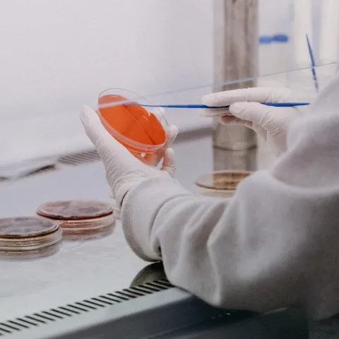 Person conducting research using a petri dish