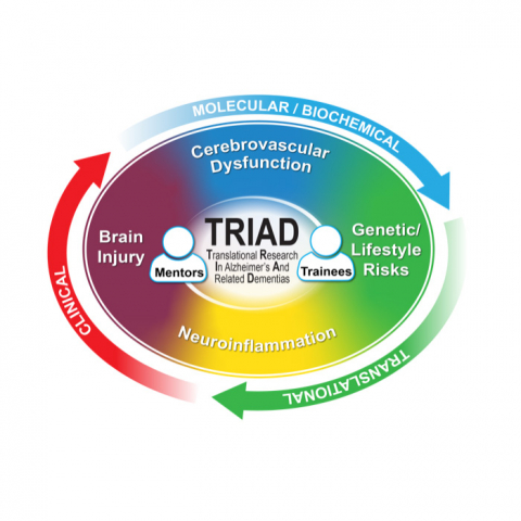 TRIAD: Cerebrovascular Dysfunction -> Genetic / Lifestyle Risks - > Neuroinflammation - > Brain Ingjury || Molecular / Biochemical -> Translational -> Clinical