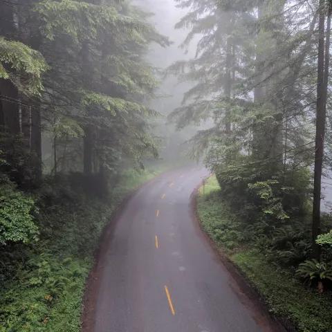 Road with green trees
