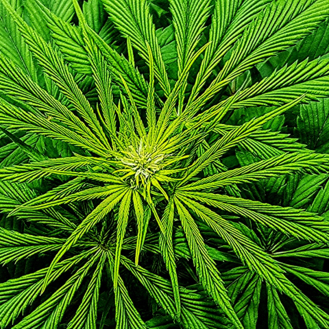 Close up picture of a cannabis plant.